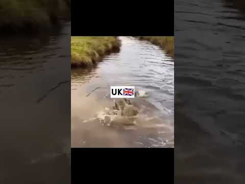 ✨Meet the militaries of Europe✨ Part 1 #meme #memes #datachannel #military #geography #europe #fyp